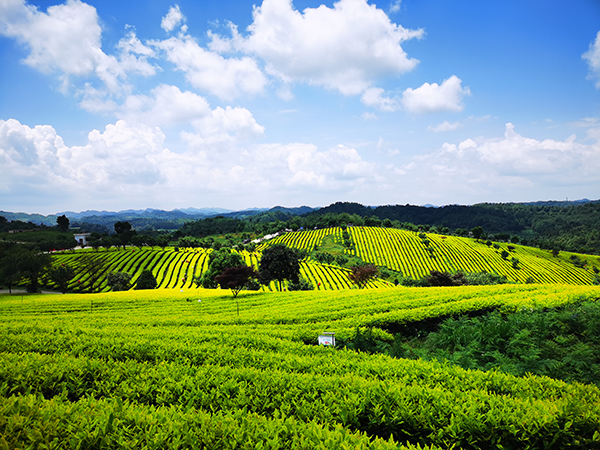 貴州茶園綠色防控示范基地